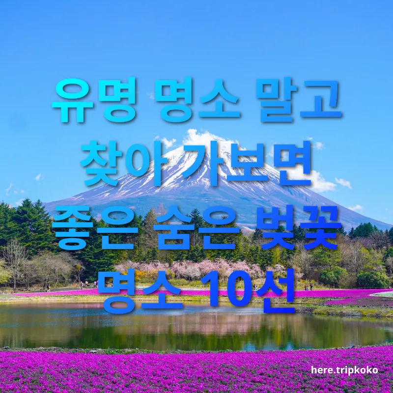 봄꽃 여행 강릉 경포대, 경포호수 관련 이미지