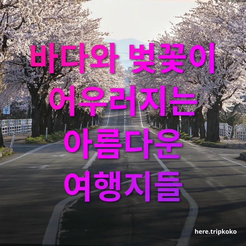 봄꽃 여행 바다와 벚꽃이 어우러지는 아름다운 여행지들 관련 이미지